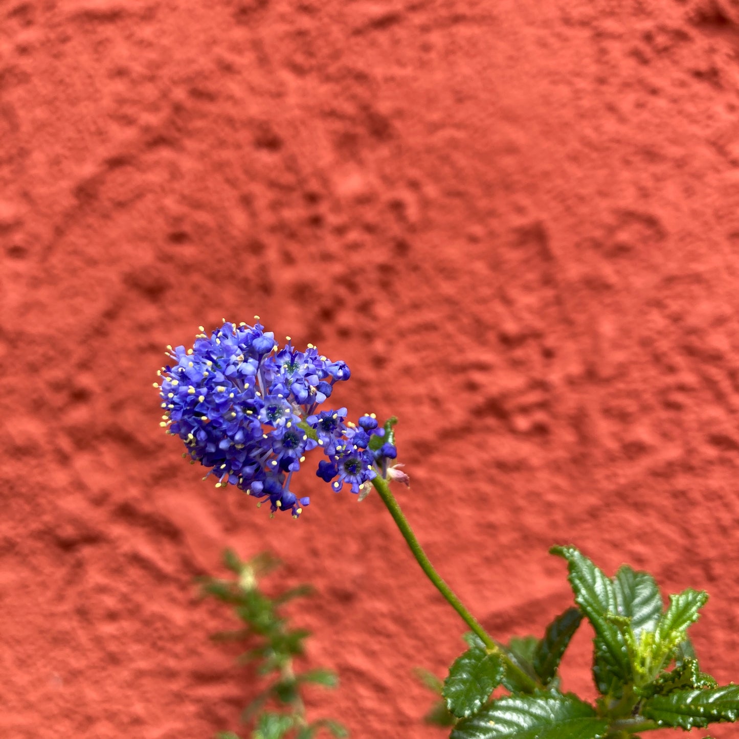 Ceanothus 'Joyce Coulter' - Joyce Coulter California Lilac