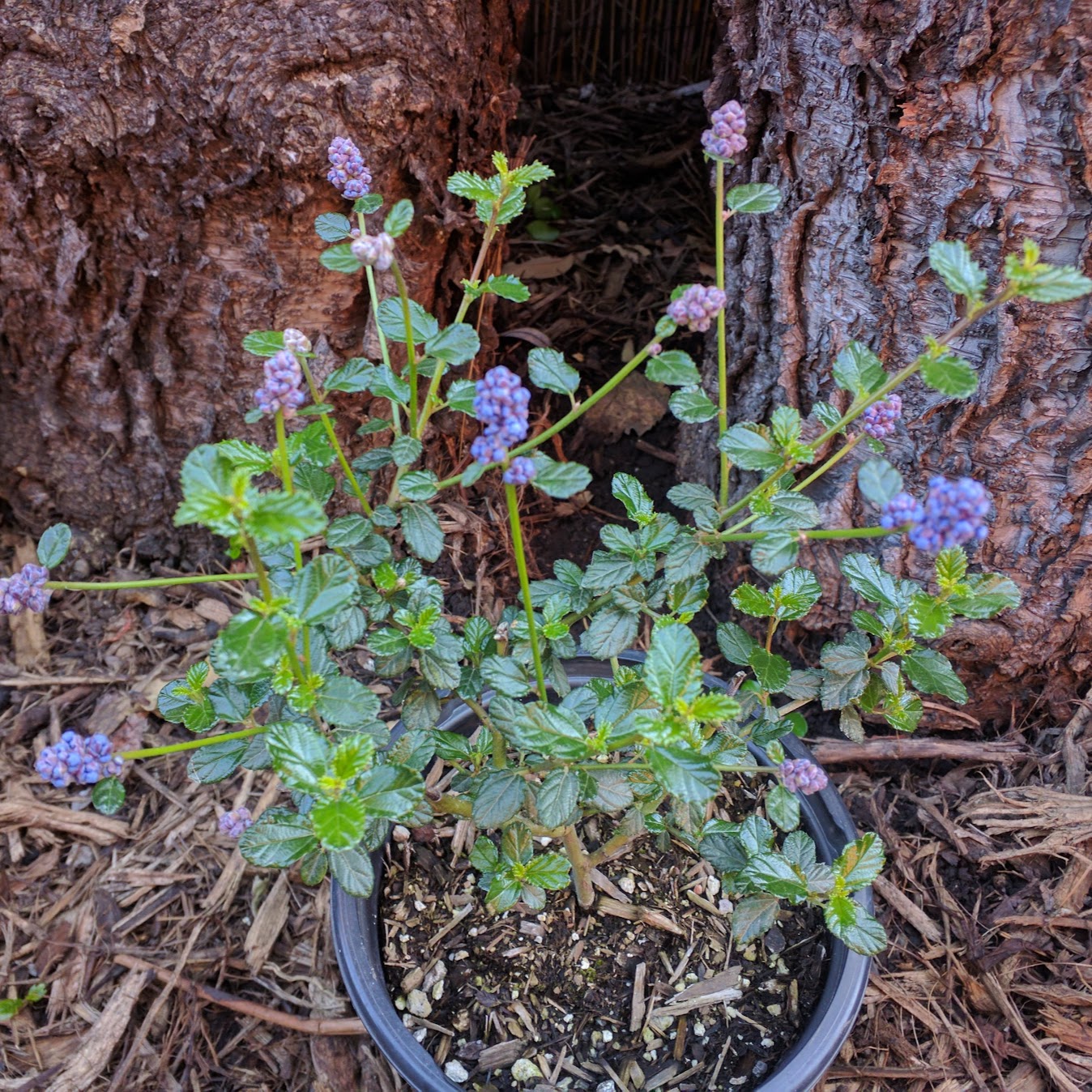 Ceanothus 'Ray Hartman' - Ray Hartman California Lilac