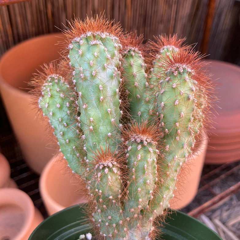 Cereus repandus monstrose - Peruvian Apple Cactus