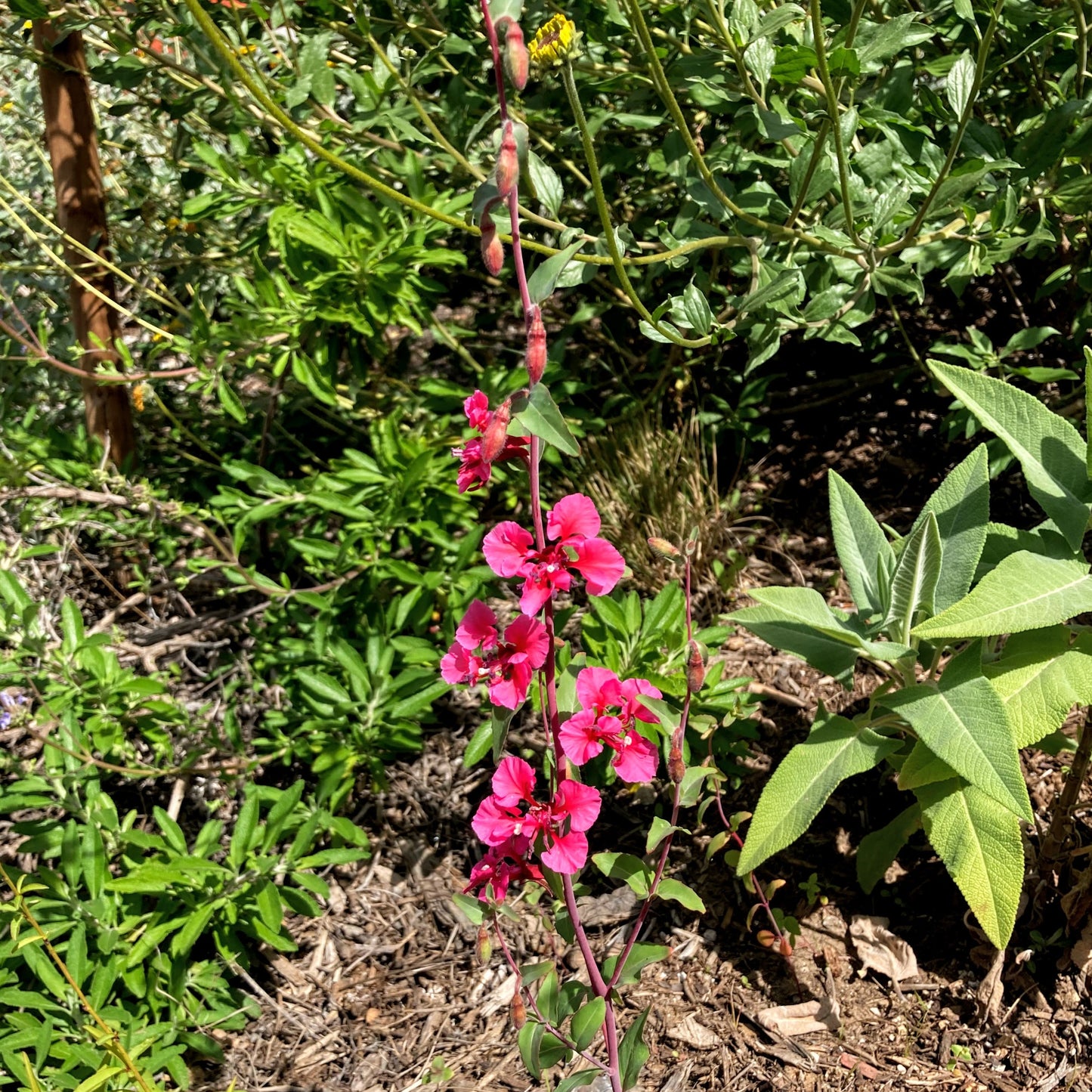 Clarkia unguiculata - Elegant Clarkia