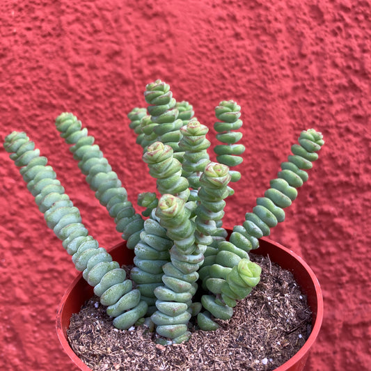 Crassula marnieriana - Worm Plant