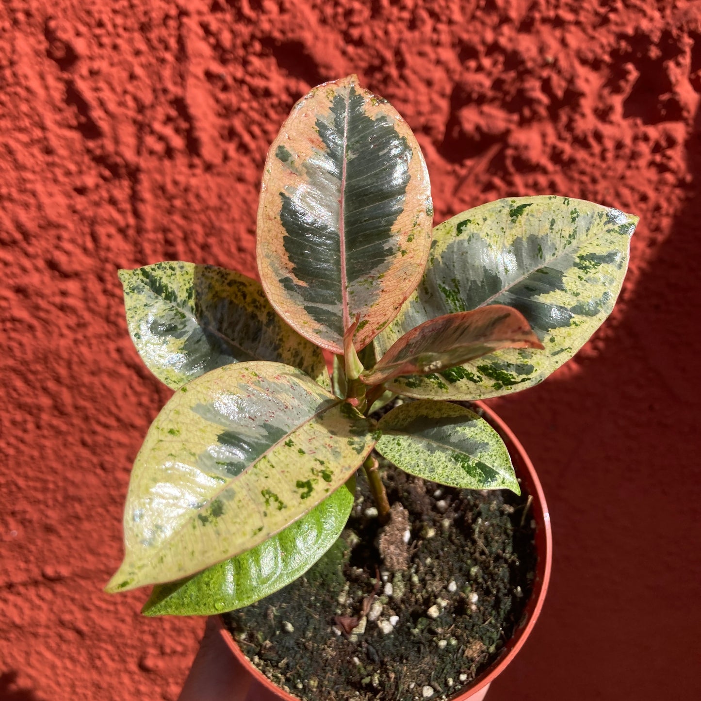 Ficus Shivereana 'Moonshine'