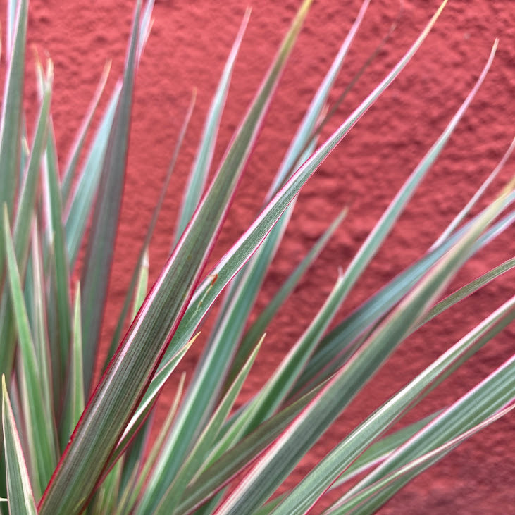 Dracaena marginata 'Bicolor' - Dragon Tree