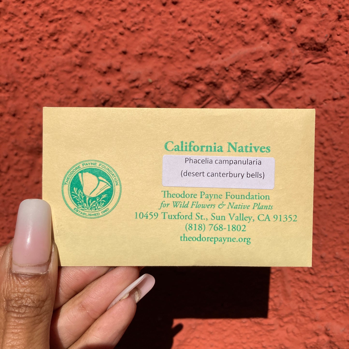 Phacelia campanularia - Desert Canterbury Bells - California Wildflower Seeds - Theodore Payne Foundation