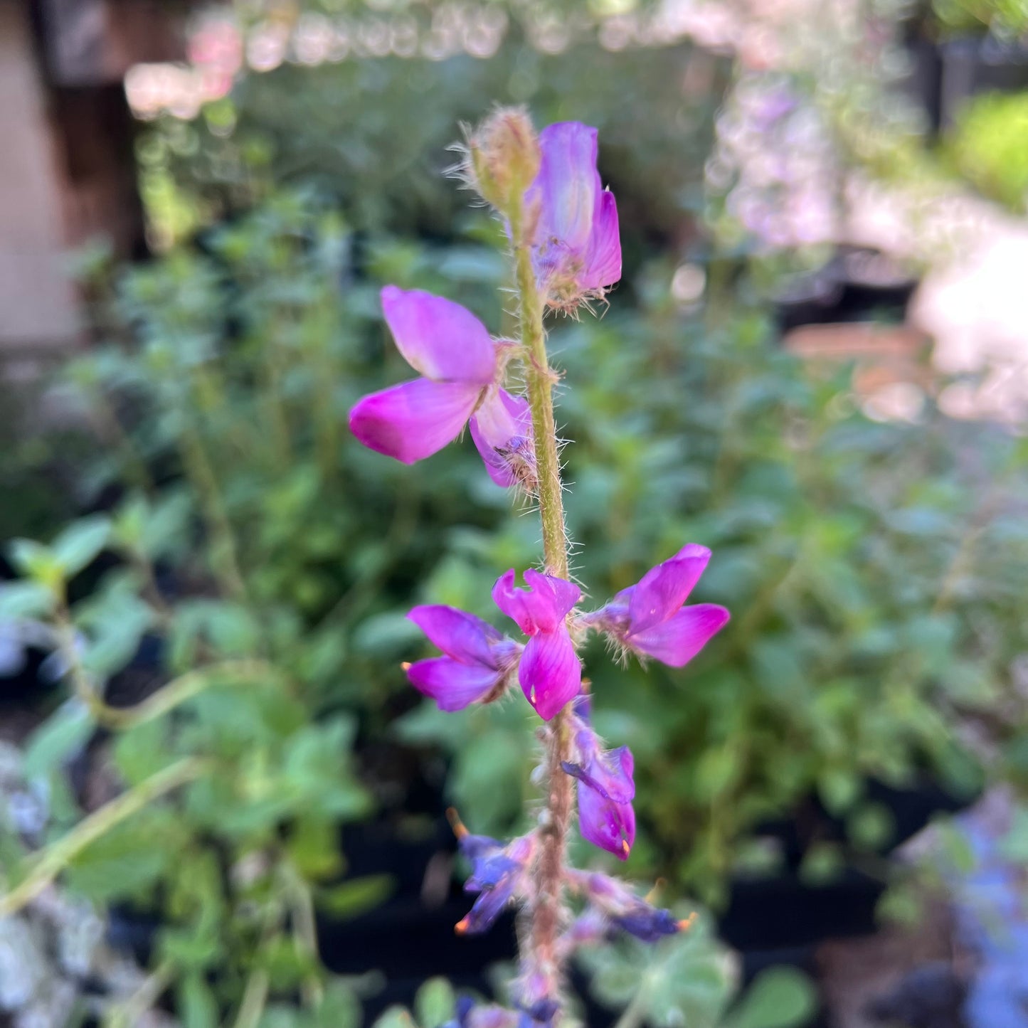 Lupinus hirsutissimus - Stinging Annual Lupine