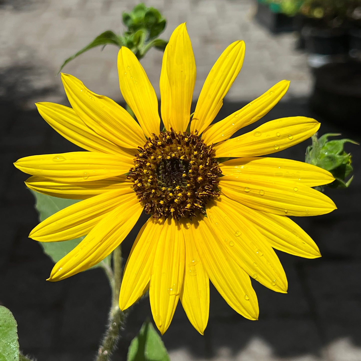 Helianthus annuus - Wild Sunflower