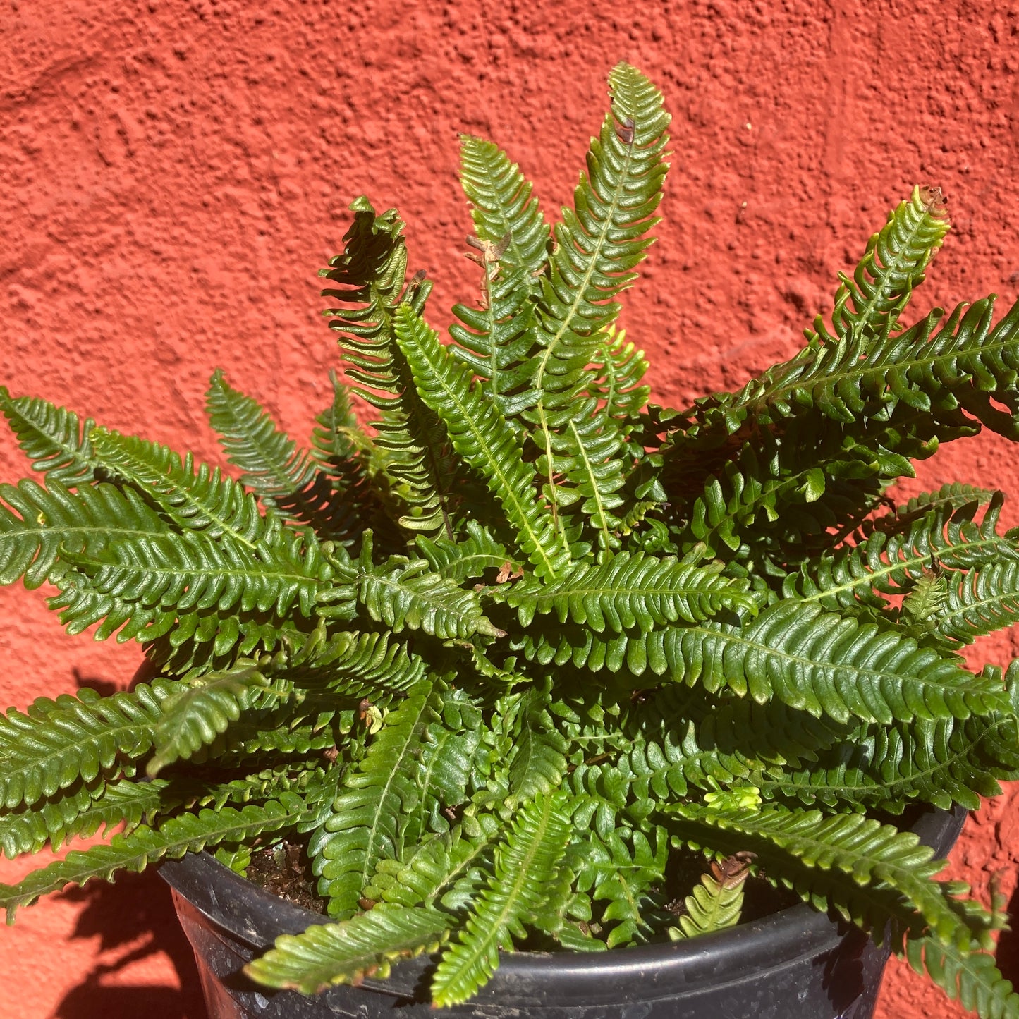 Blechnum spicant - Deer Fern