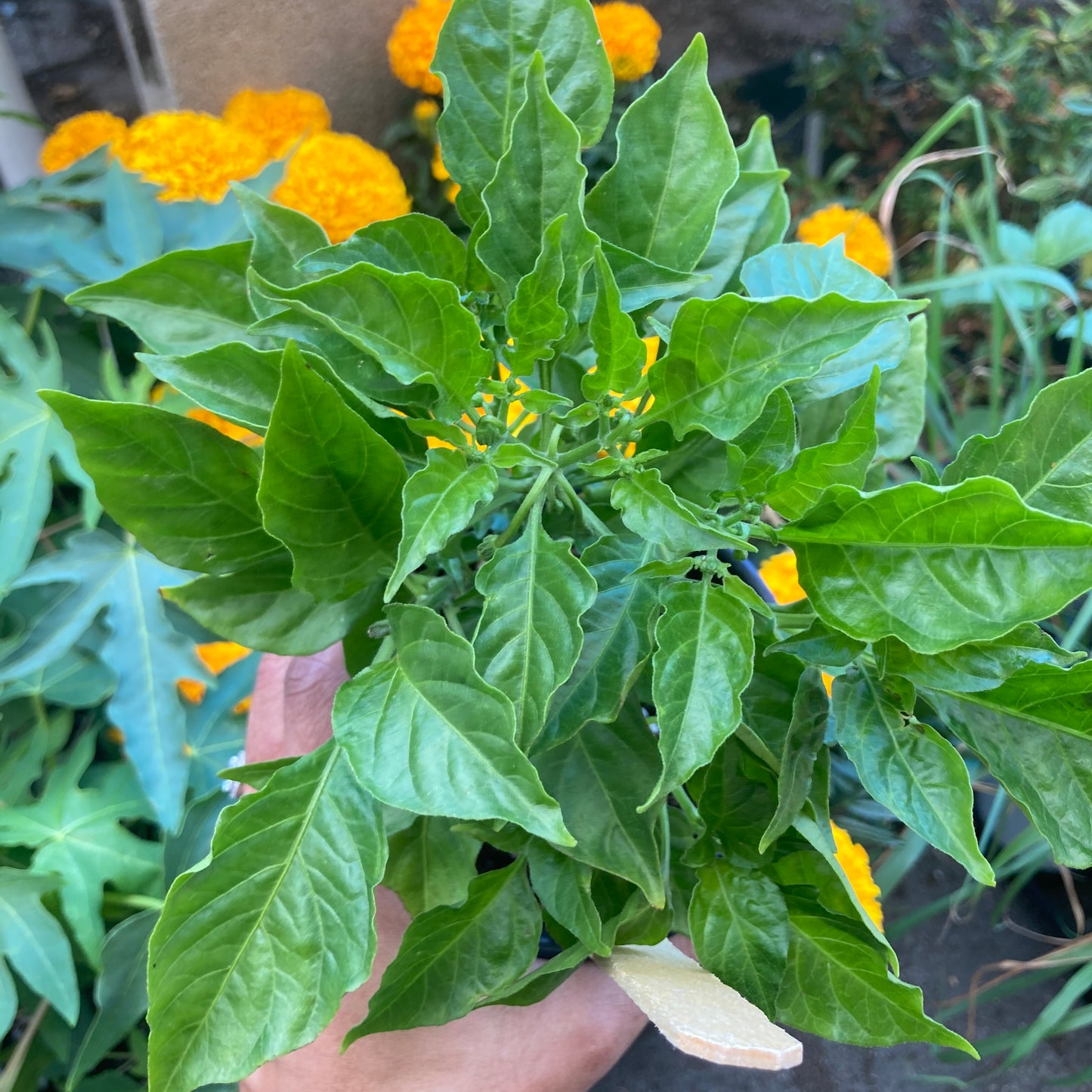 Orange Habanero Pepper