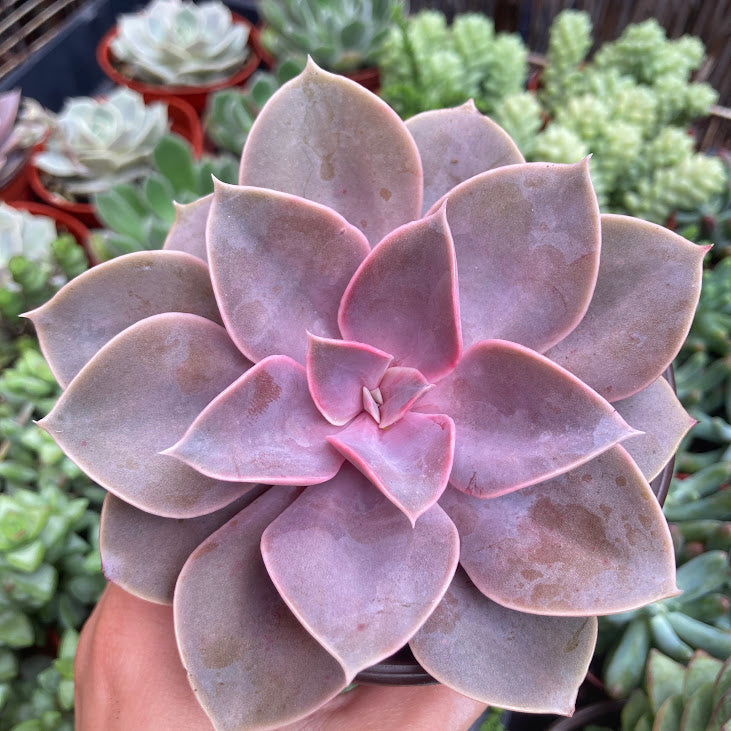 Echeveria 'Perle von Nurnberg' - Pink Echeveria
