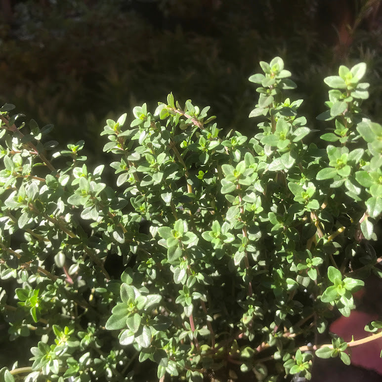 English Thyme