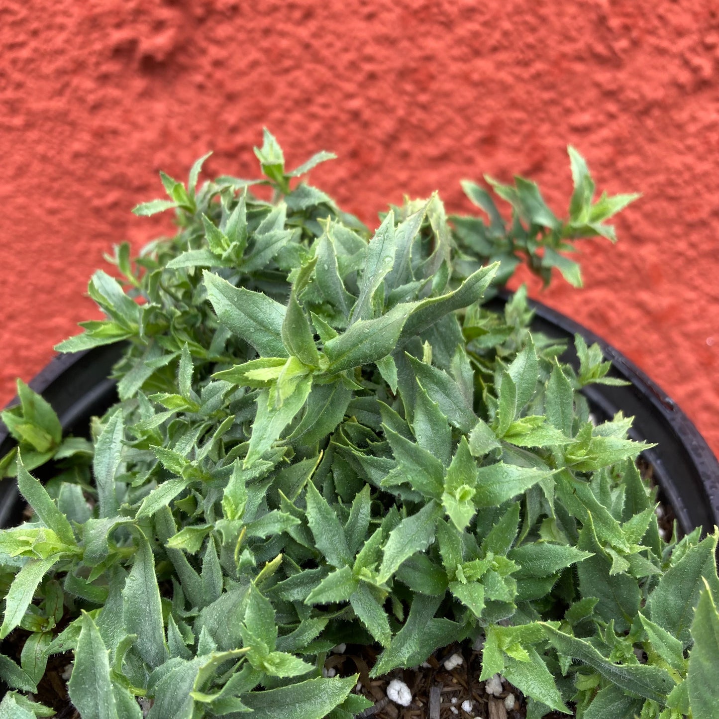 Epilobium canum ‘Summer Snow’ - Summer Snow California Fuchsia