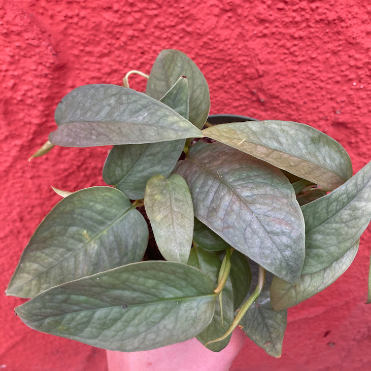 Epipremnum 'Cebu Blue' - Pothos