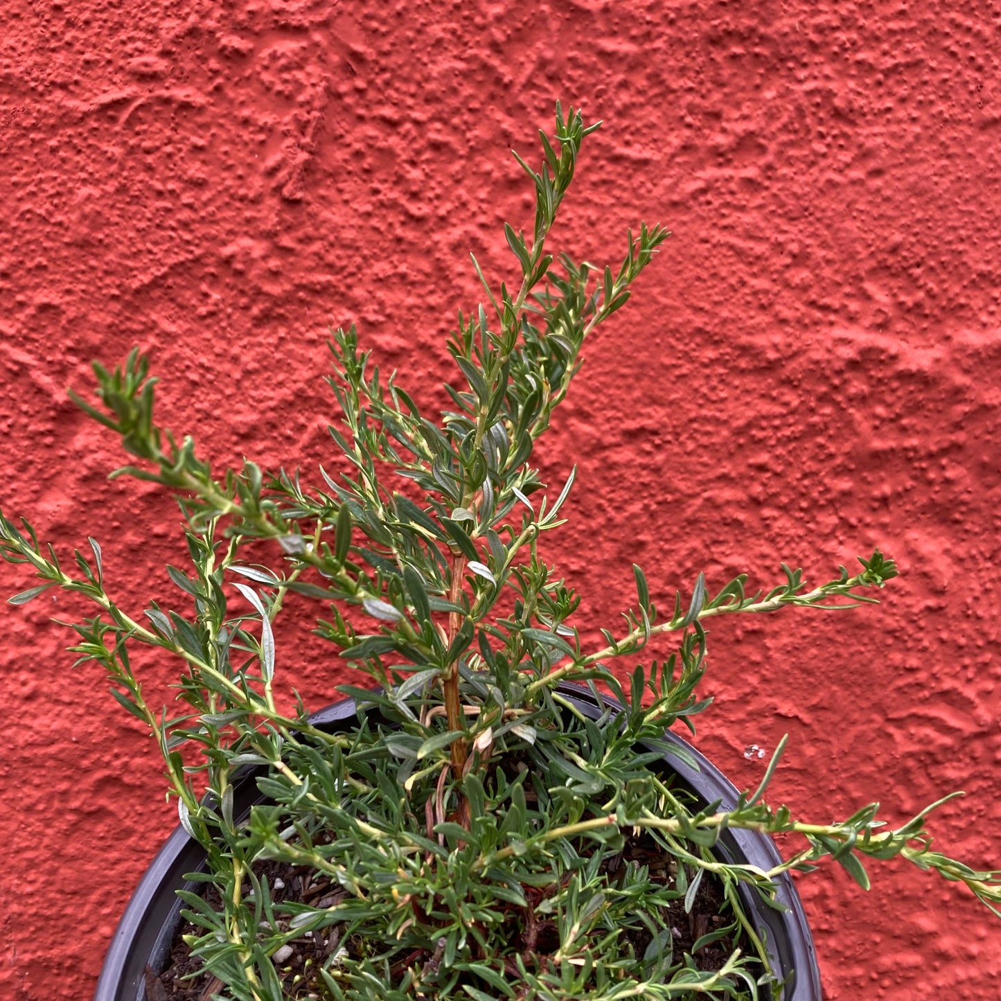 Eriogonum fasciculatum ‘Theodore Payne' - Theodore Payne Buckwheat