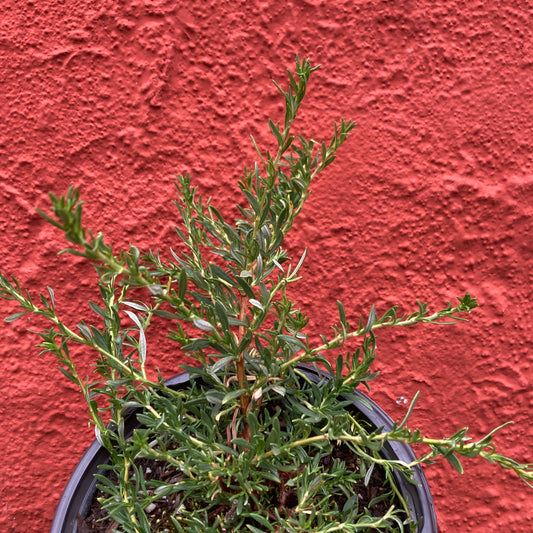 Eriogonum fasciculatum ‘Theodore Payne' - Theodore Payne Buckwheat