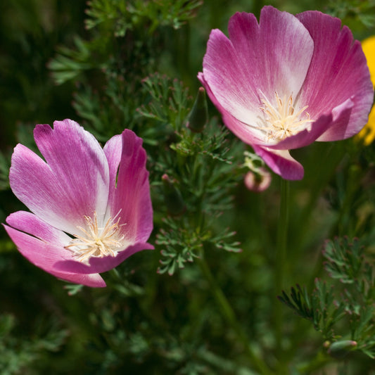 Eschscholzia californica 'Purple Gleam' - Purple Gleam California Poppy