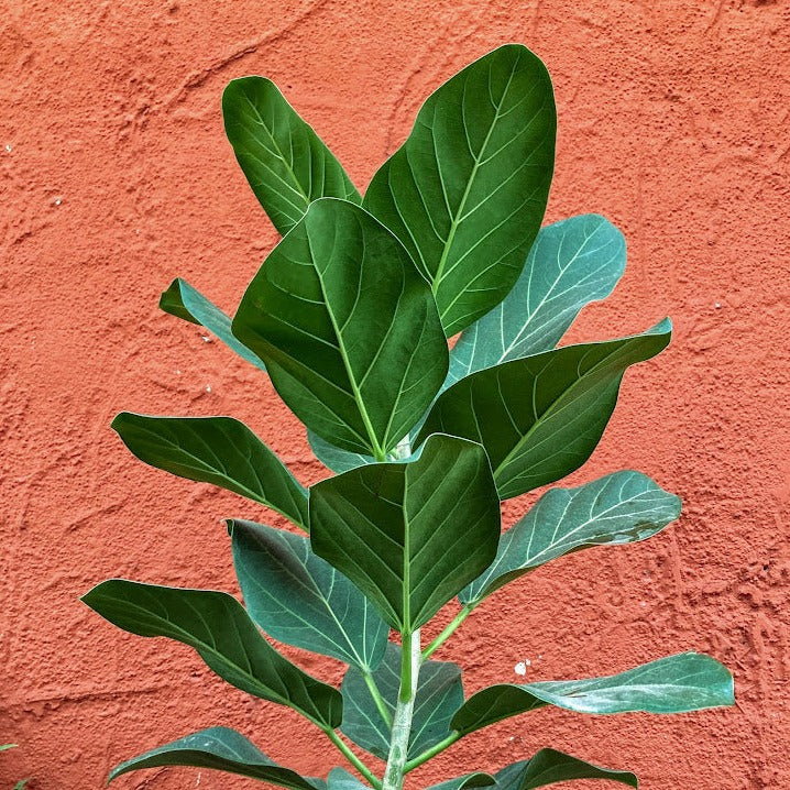 Ficus 'Audrey' - Banyan Tree