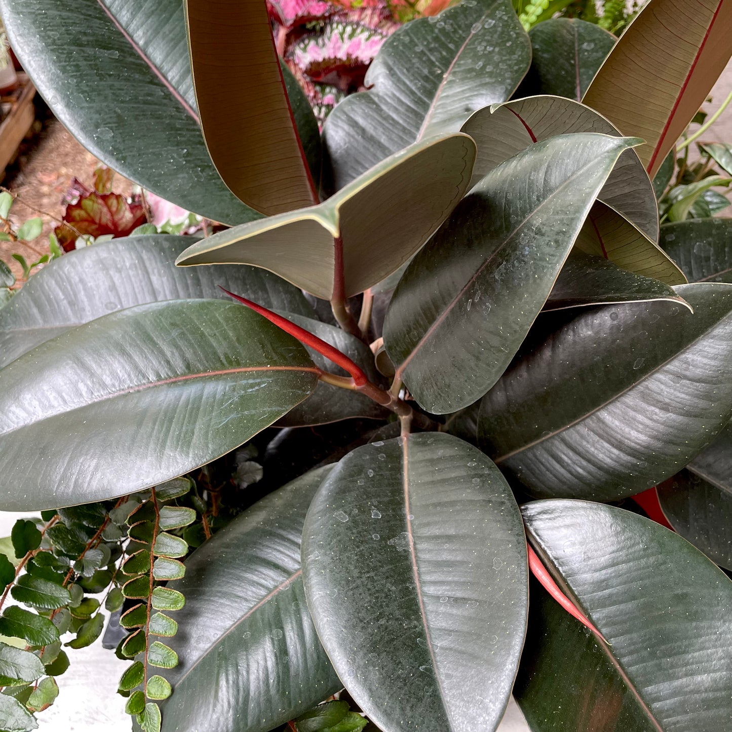 Ficus elastica ‘Burgundy’ - Rubber Tree