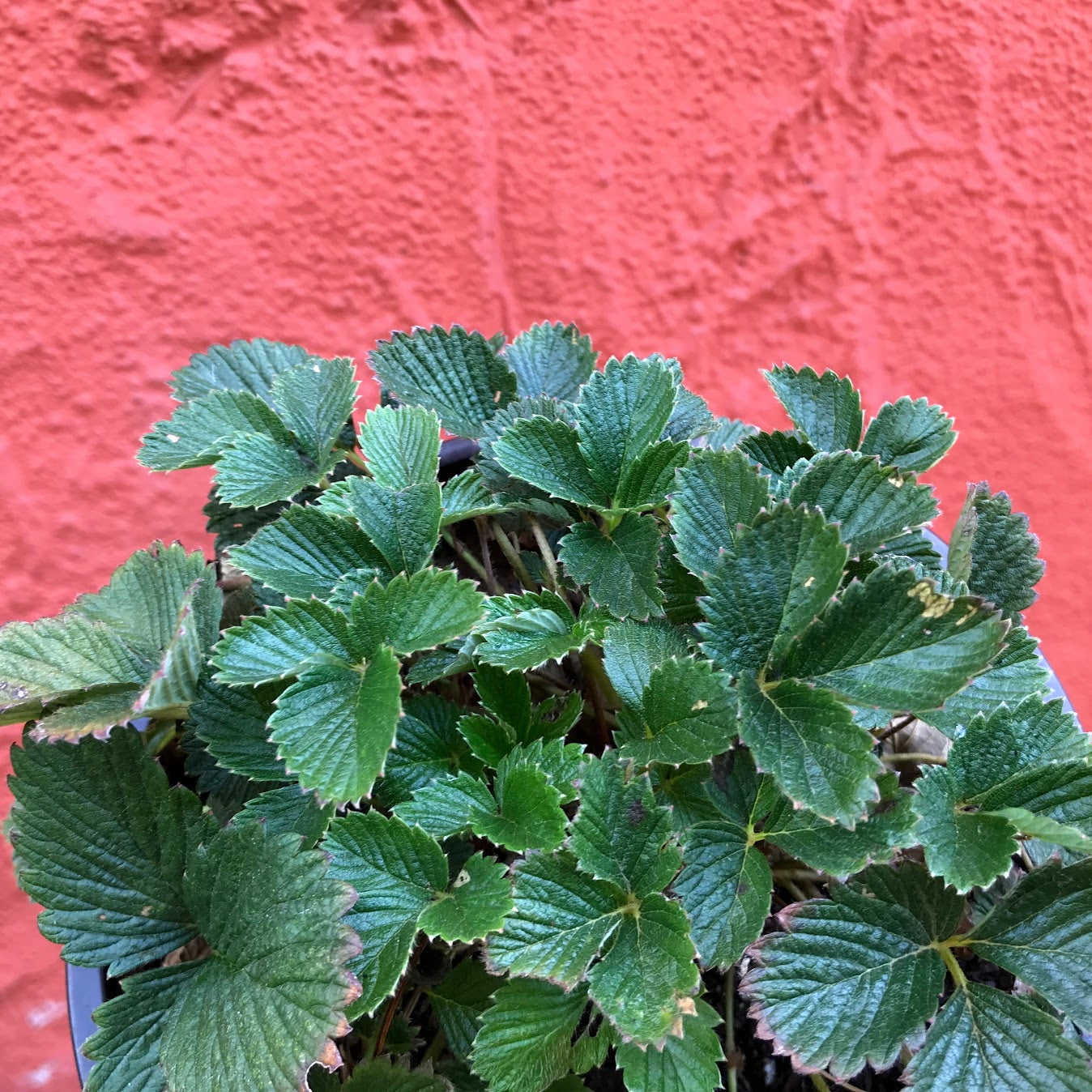 Fragaria vesca ssp. californica - Woodland Strawberry