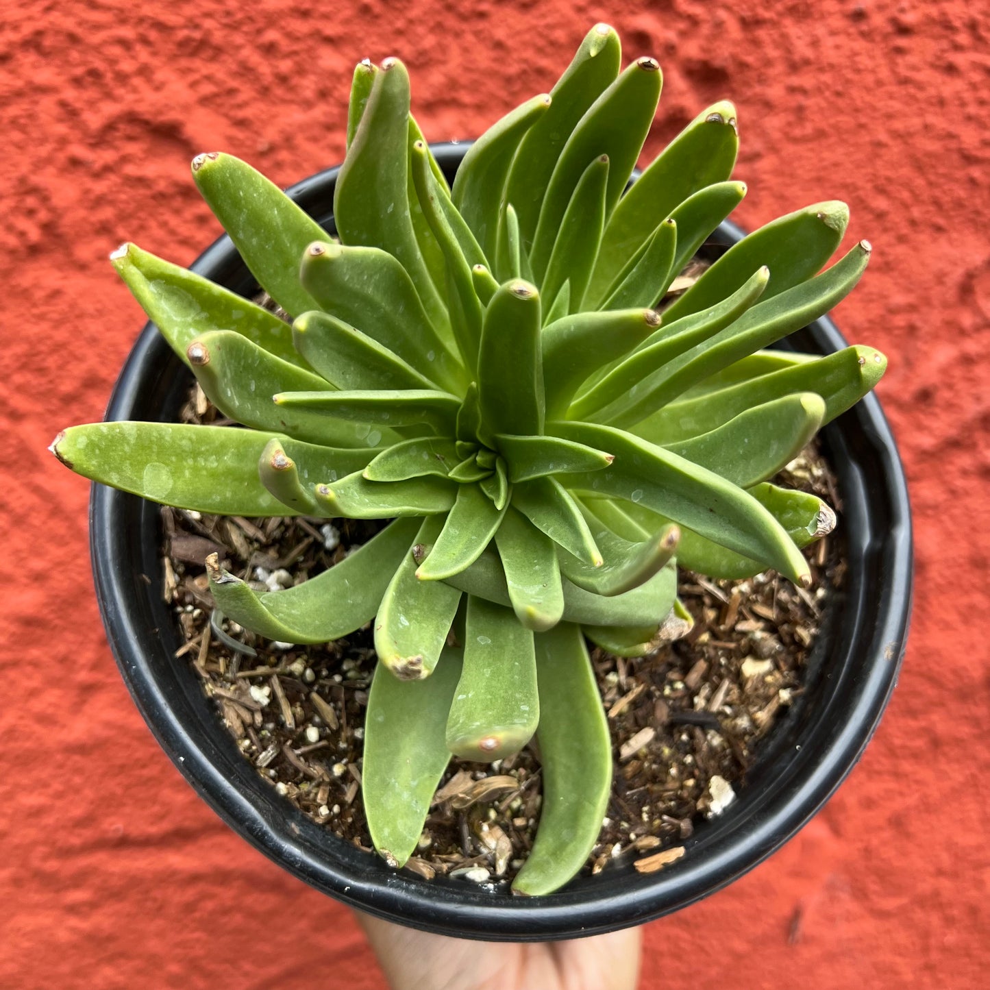 Dudleya palmeri