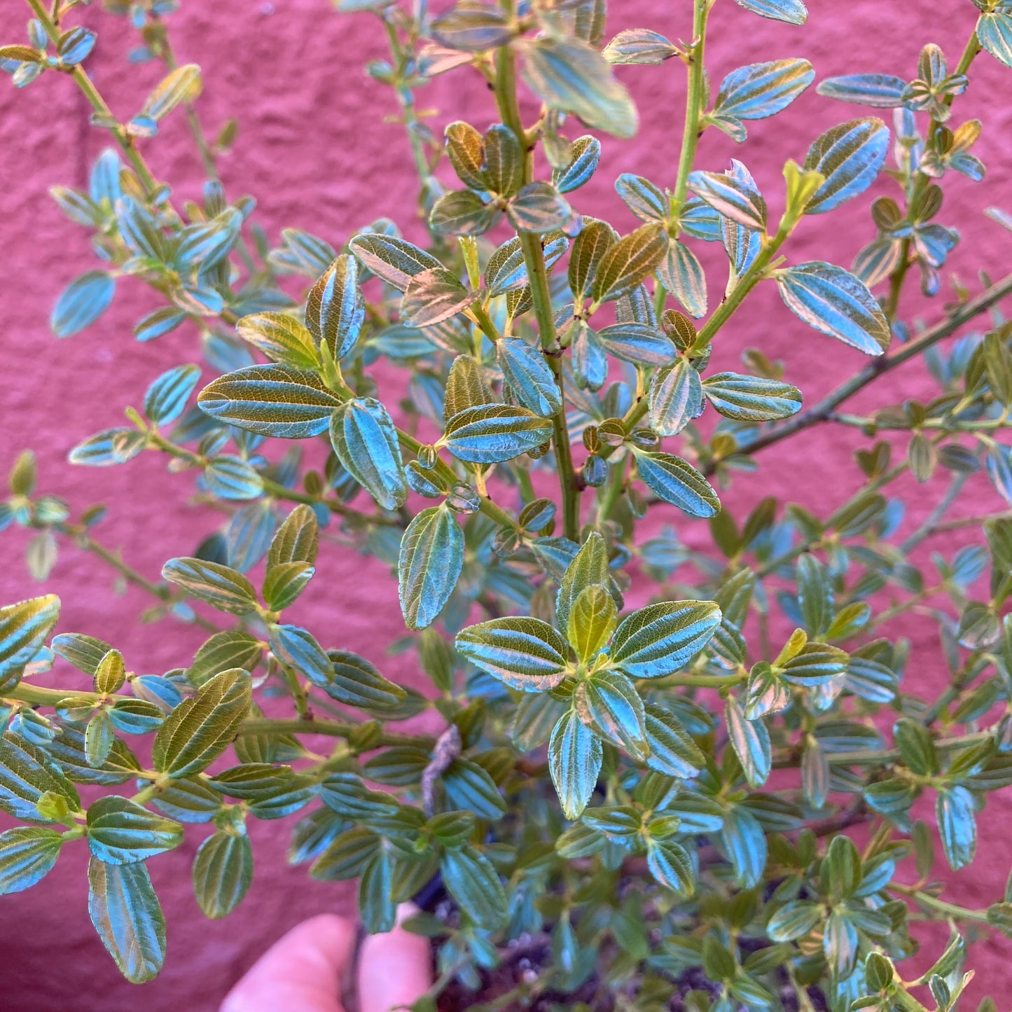 Ceanothus thyrsiflorus - Blue Blossom California Lilac