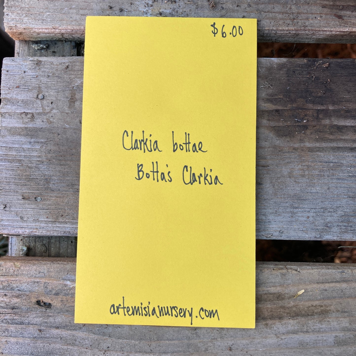 Clarkia bottae - Botta's Clarkia Seeds