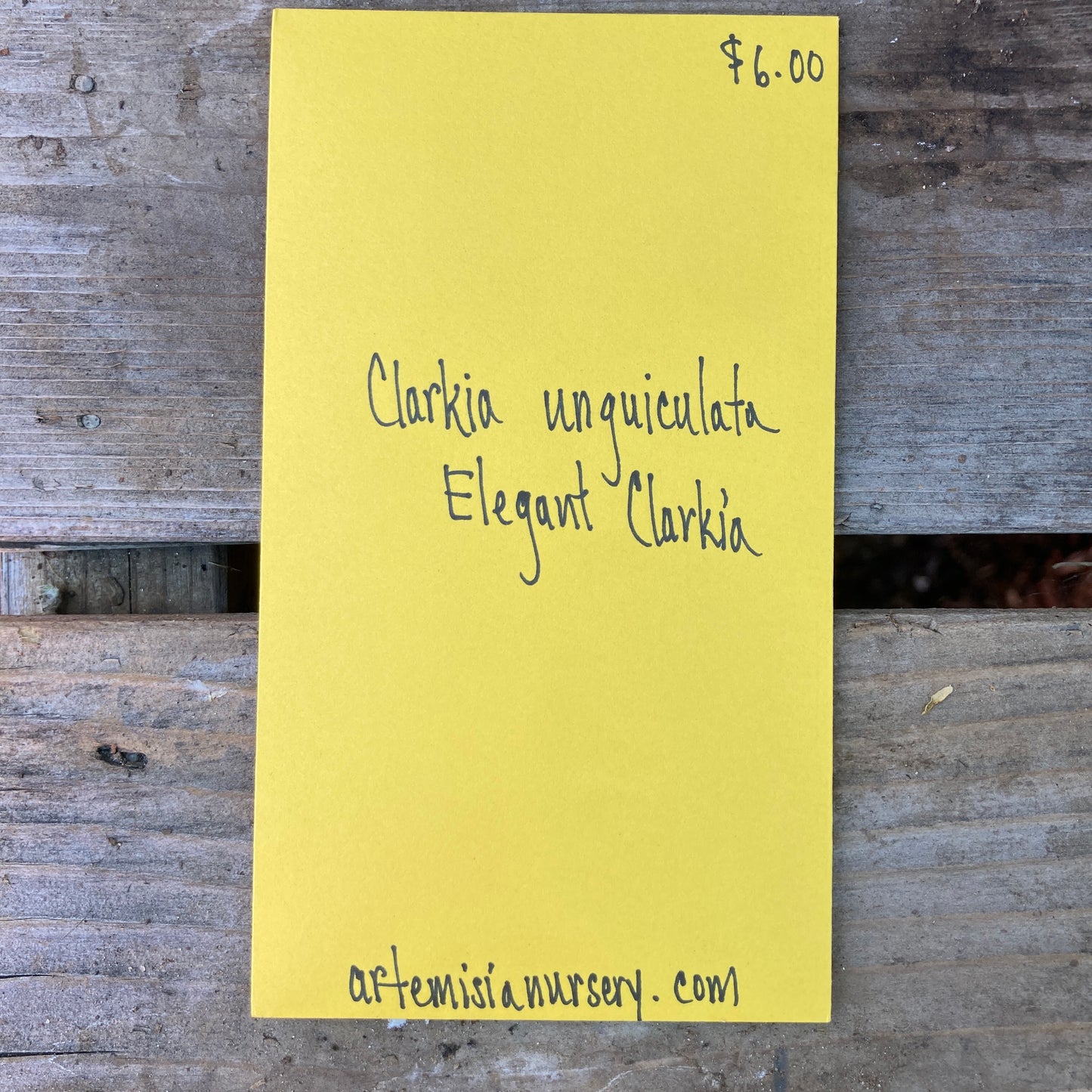 Clarkia unguiculata - Elegant Clarkia Seeds