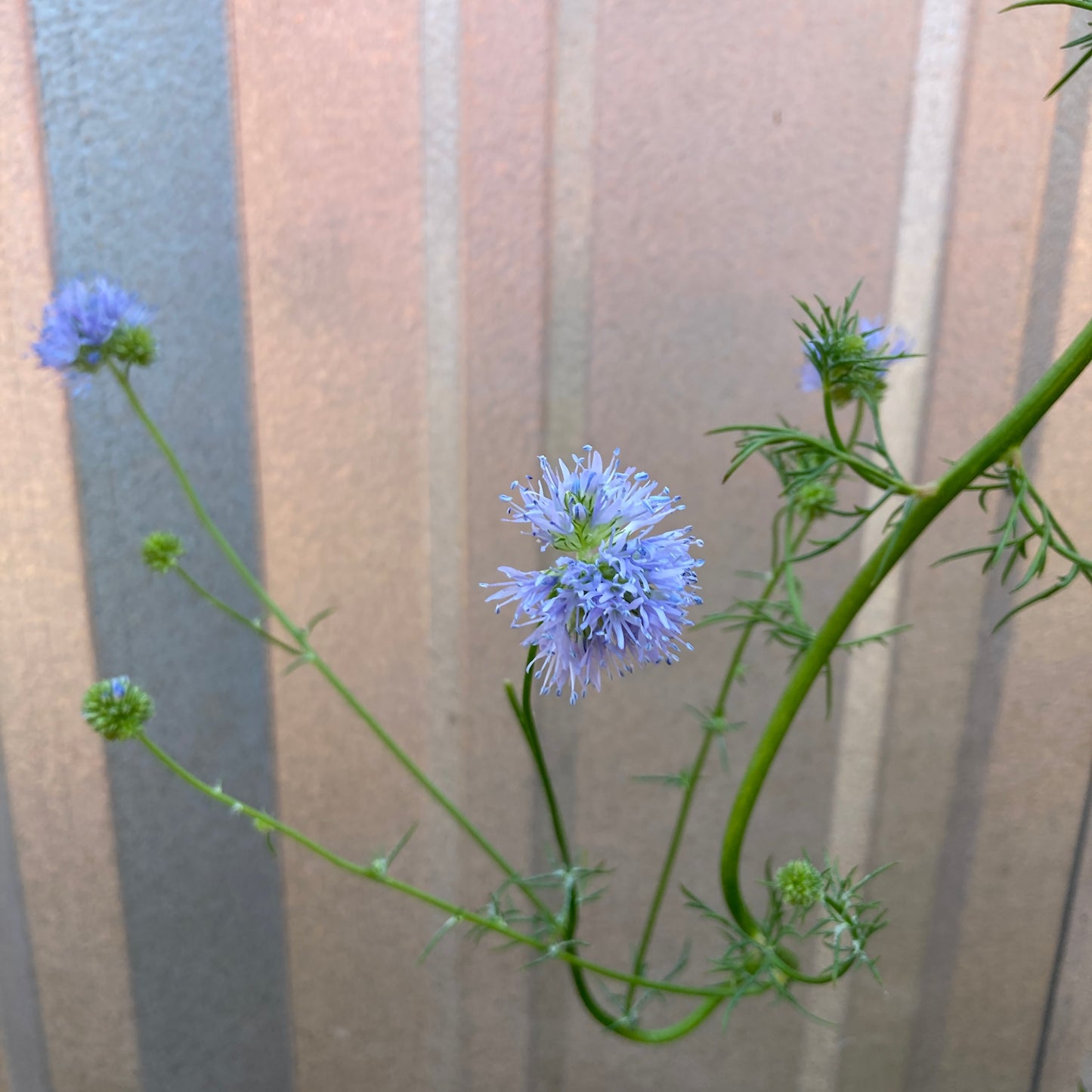 Globe Gilia Seeds- Gilia capitata