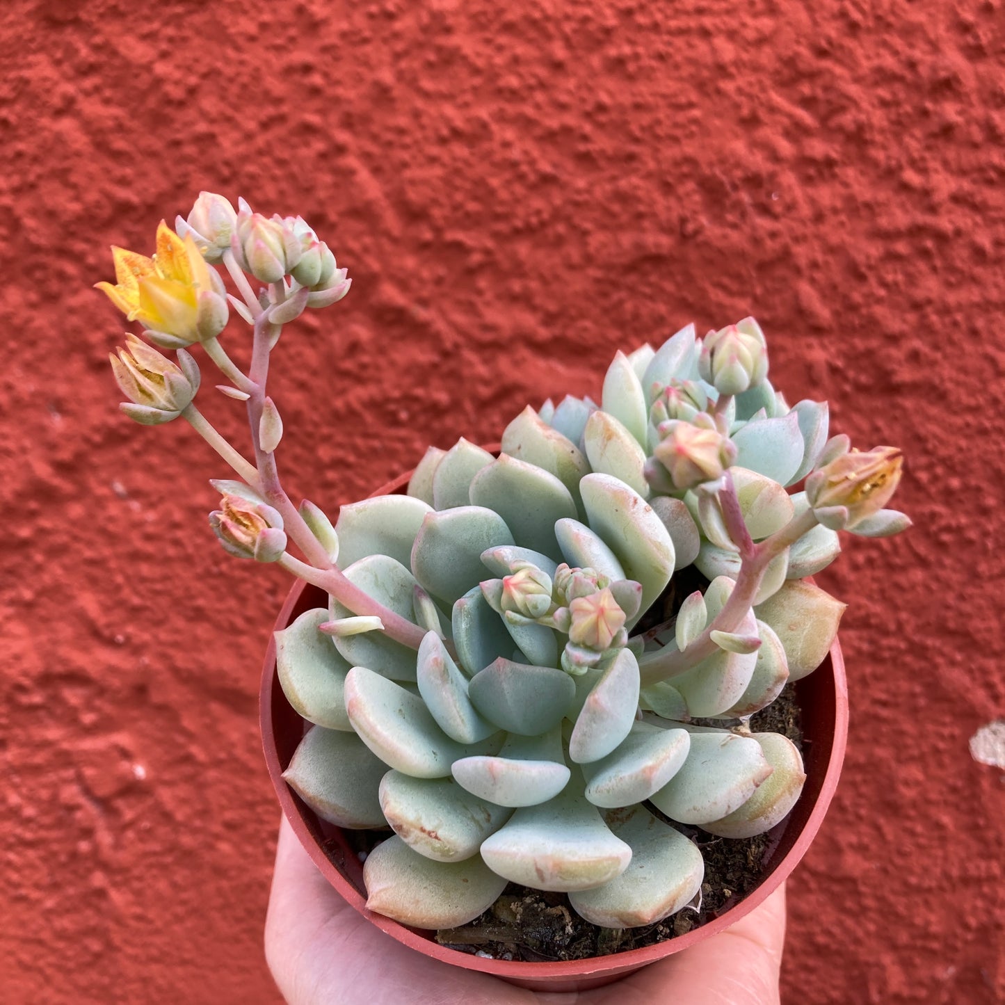 Graptoveria 'Moonglow'