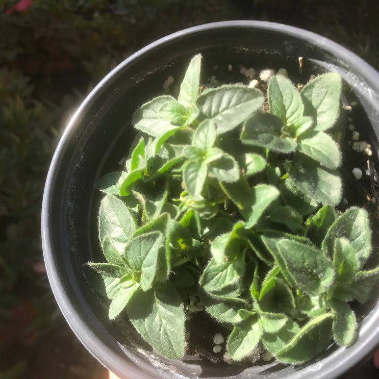 Greek Oregano