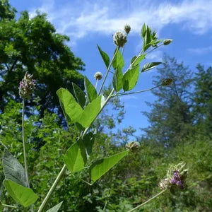 Hoita macrostachya - Leather Root