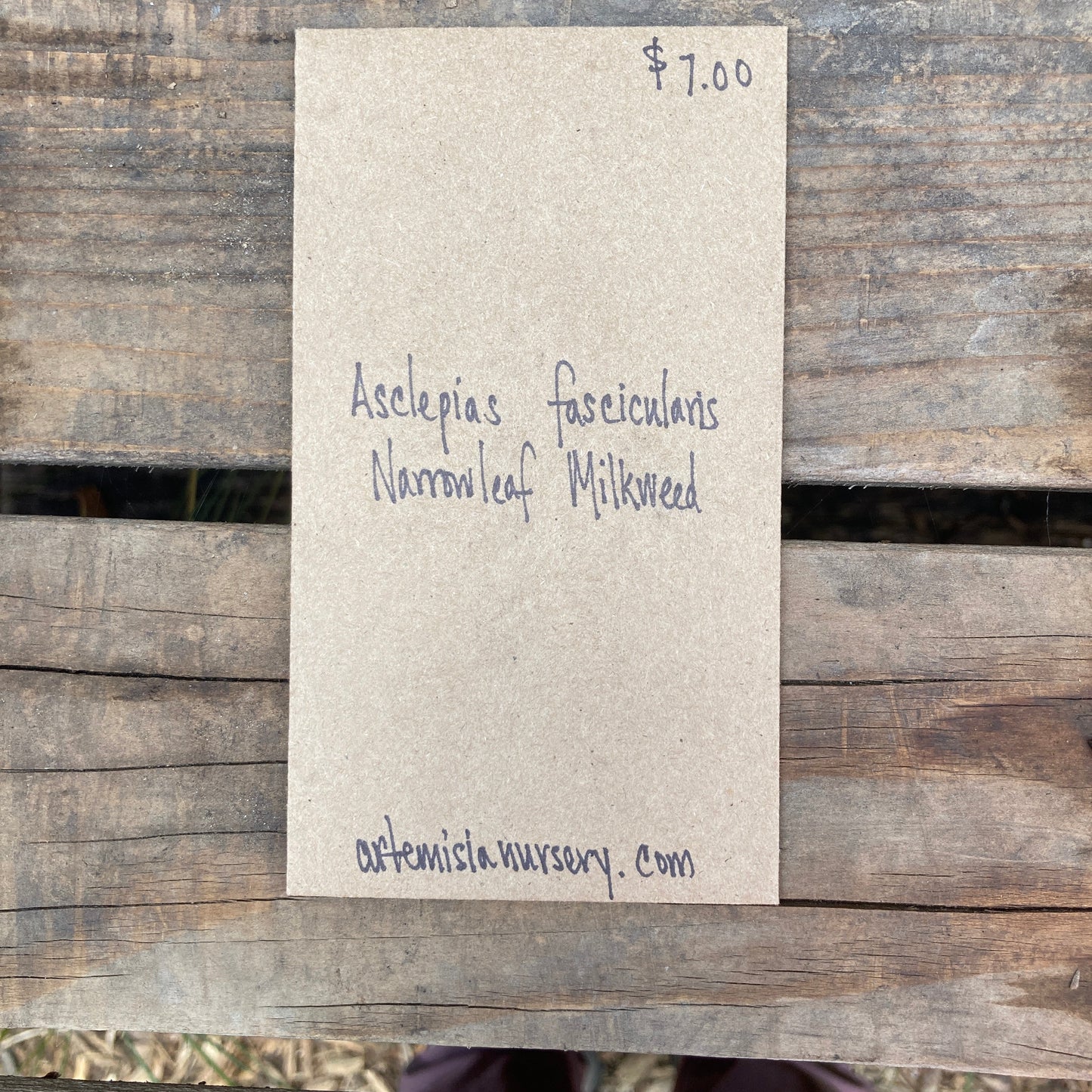 Asclepias fascicularis - Narrow-Leaf Milkweed Seeds