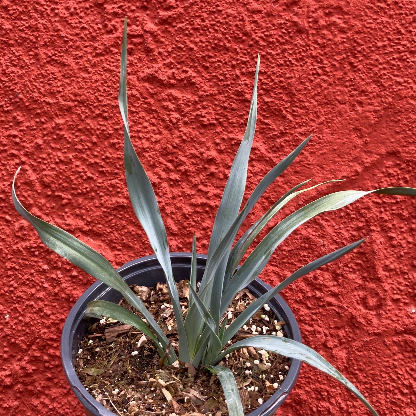 Hesperoyucca whipplei - Chaparral Yucca