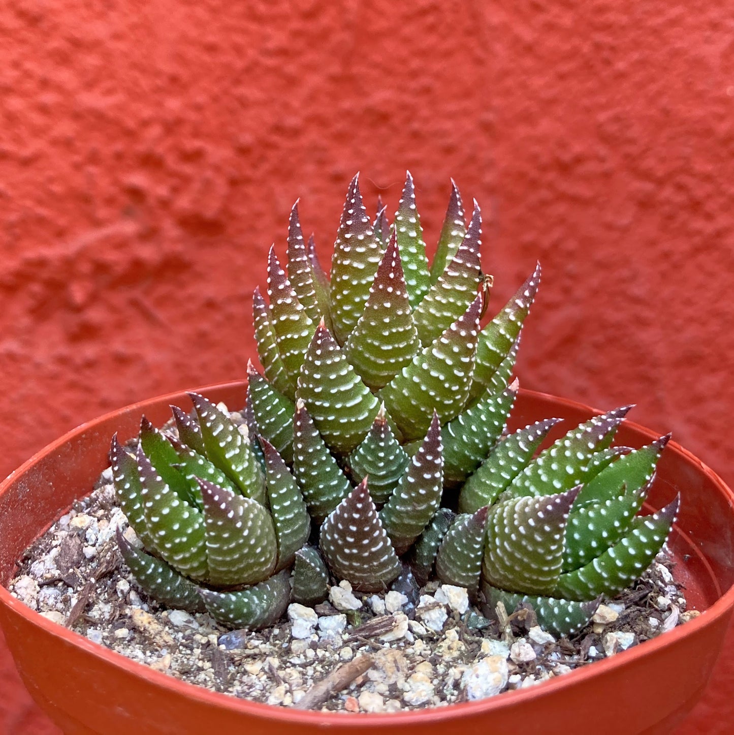 Haworthia reinwardtii