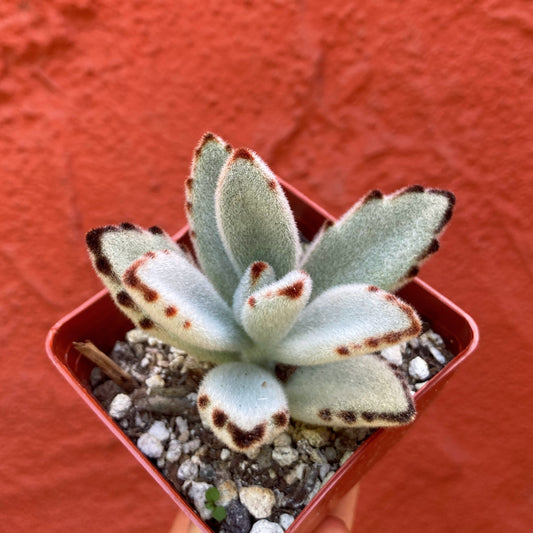 Kalanchoe tomentosa - Panda Plant