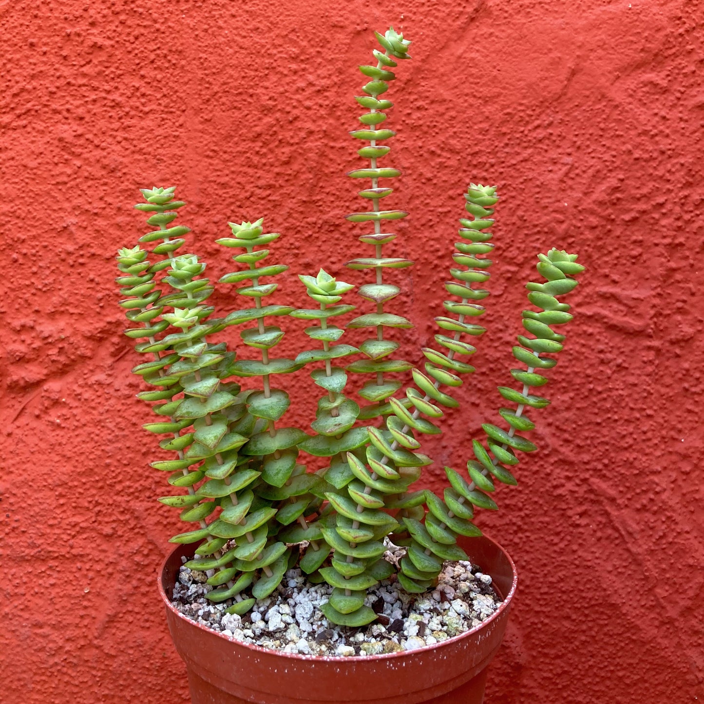 Crassula perforata - String of Buttons