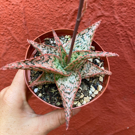 Aloe 'Pink Blush'