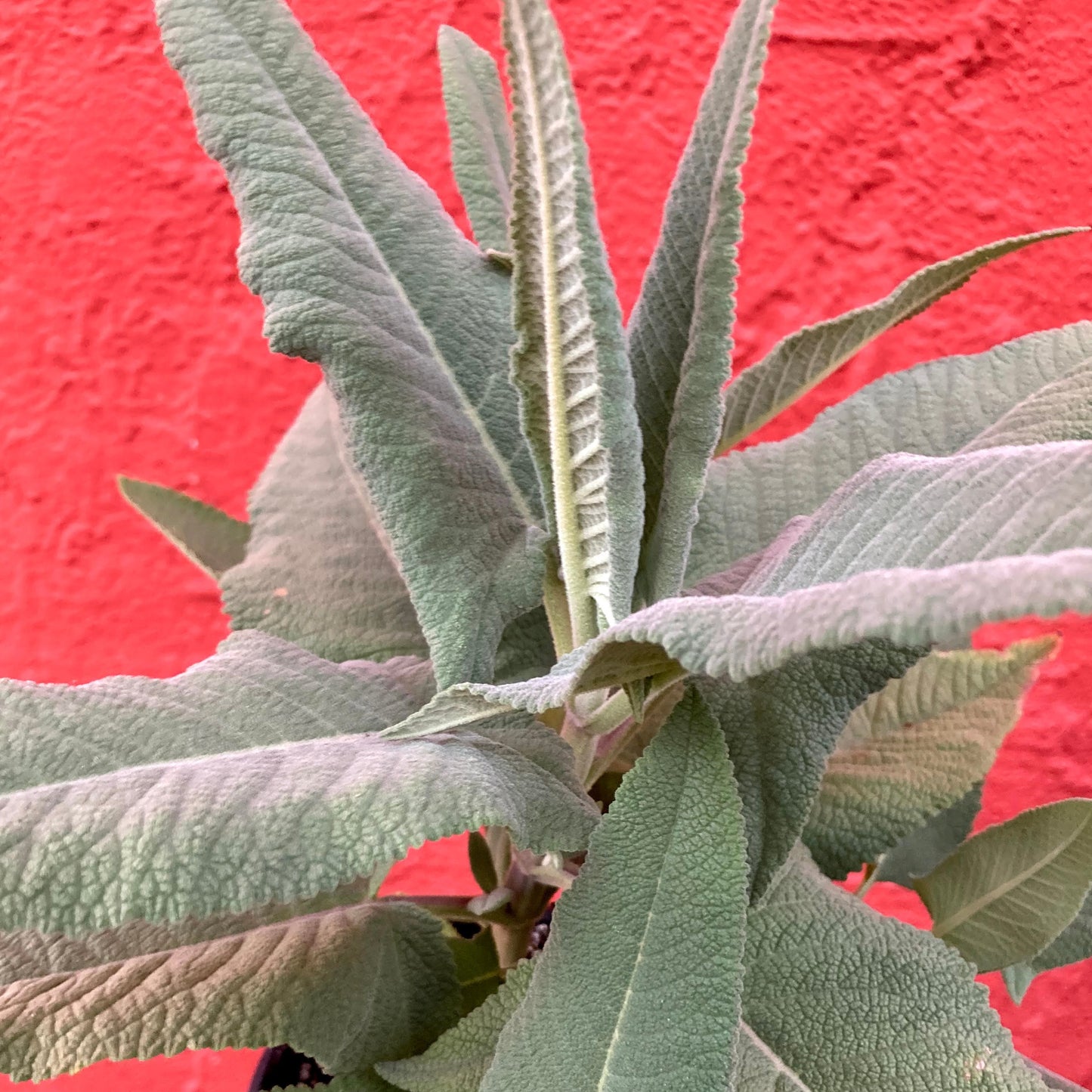 Lepechinia hastata - Baja Pitcher Sage