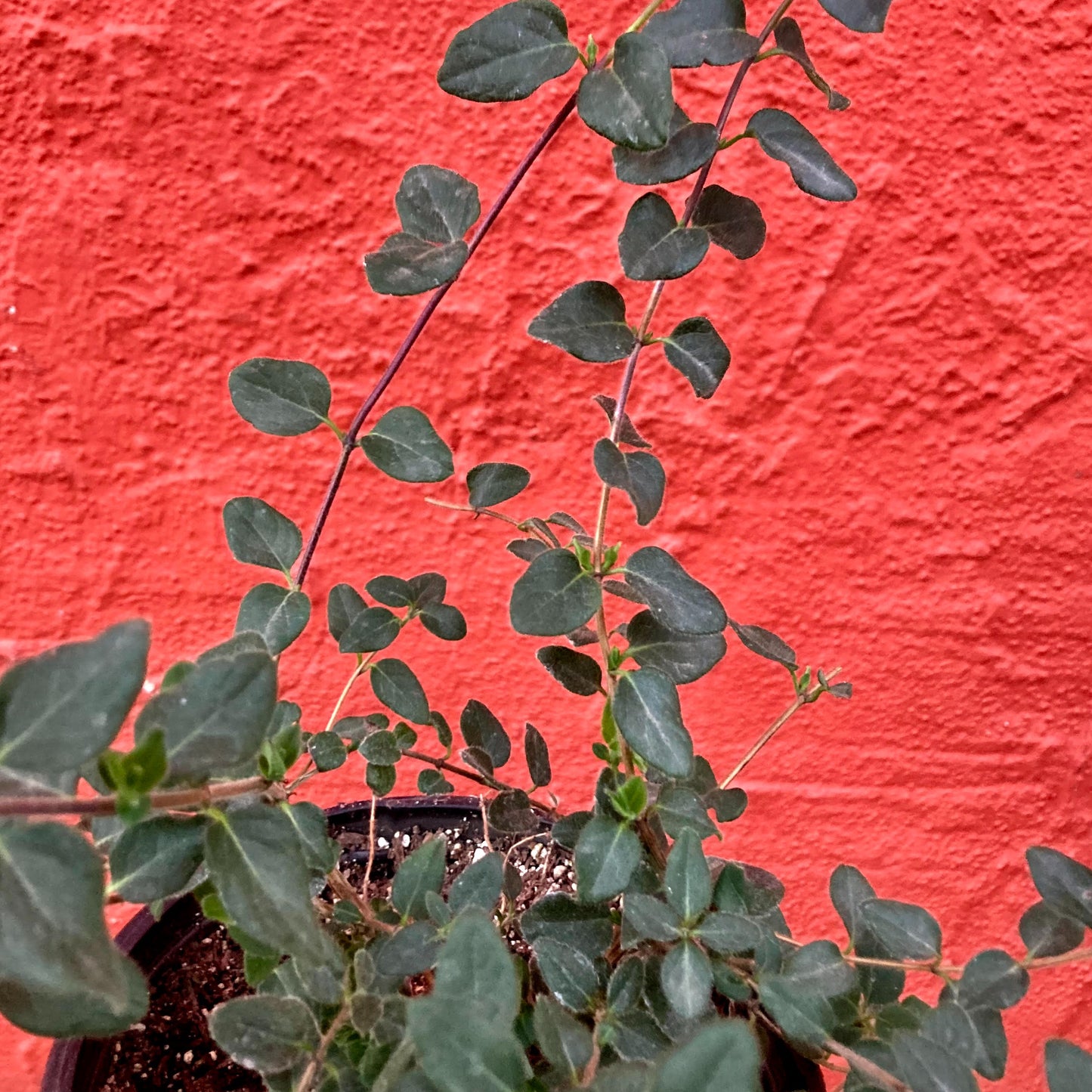 Lonicera hispidula ssp. vacillans - California Honeysuckle