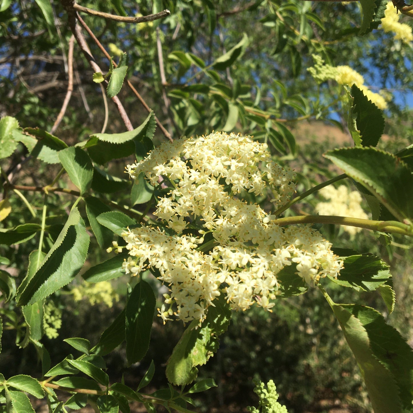 Sambucus nigra ssp. caerulea (syn. Sambucus mexicana) - Blue Elderberry