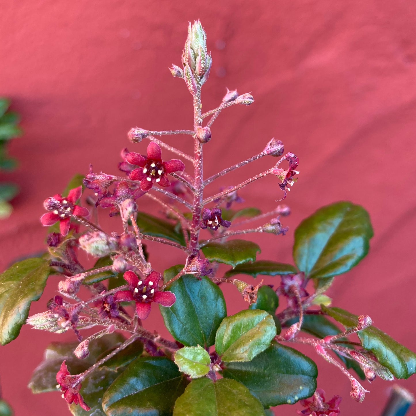 Ribes viburnifolium - Catalina Perfume