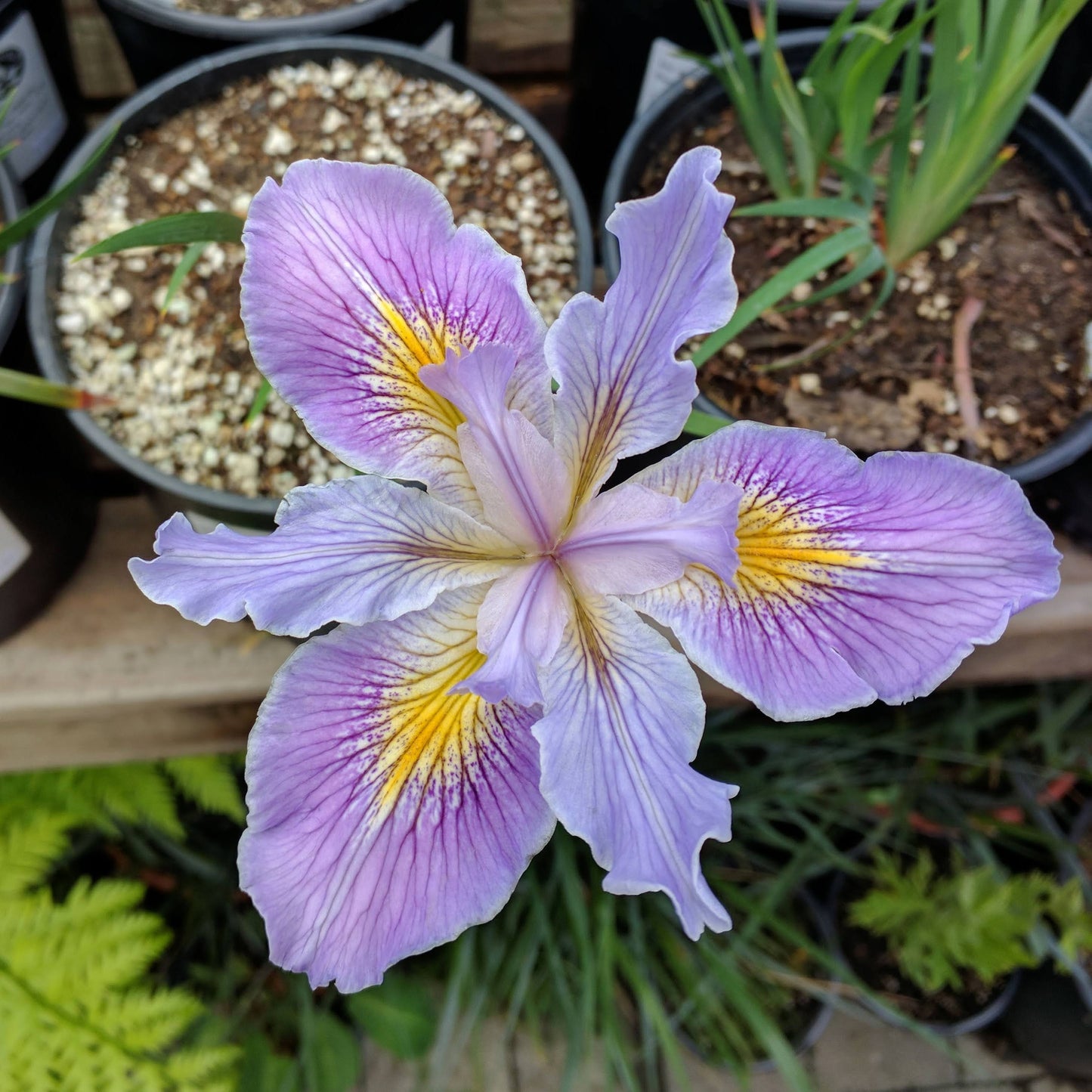 Iris 'PCH Hybrids' - Pacific Coast Hybrid Iris