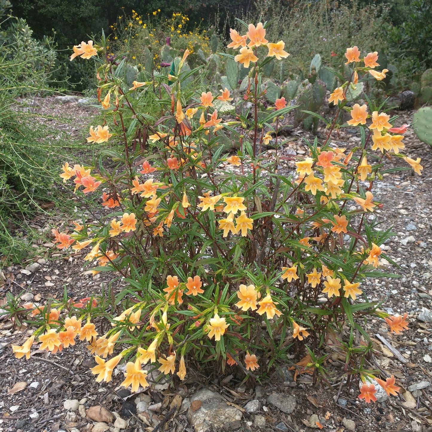Mimulus puniceus (syn. Diplacus puniceus) - Red Monkey Flower