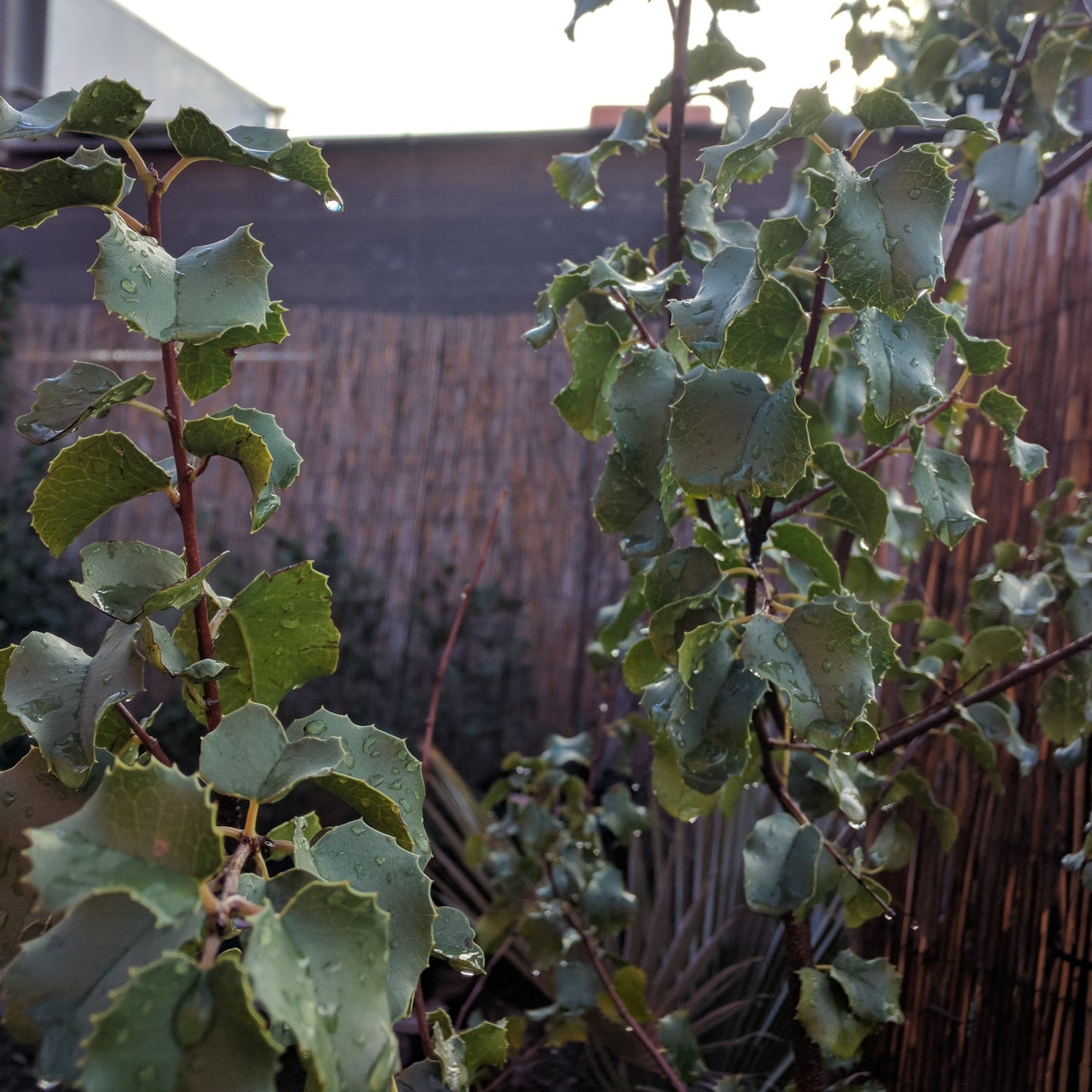 Prunus ilicifolia ssp. ilicifolia - Hollyleaf Cherry
