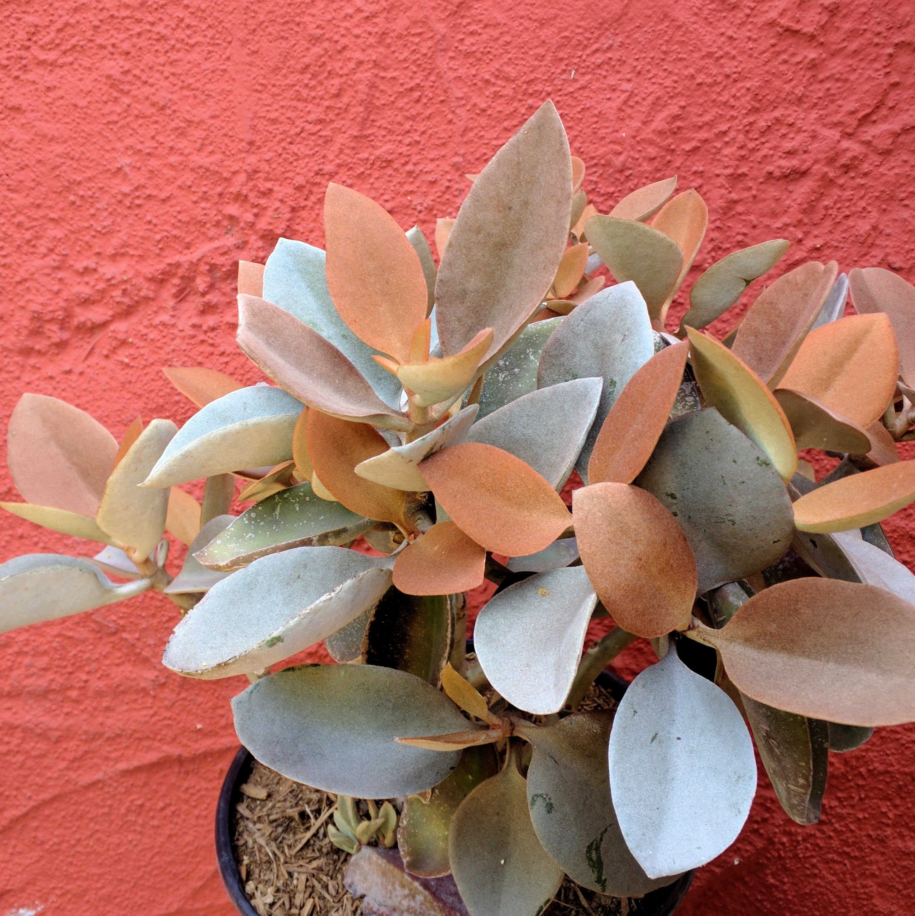copper spoons succulent Kalanchoe orgyalis