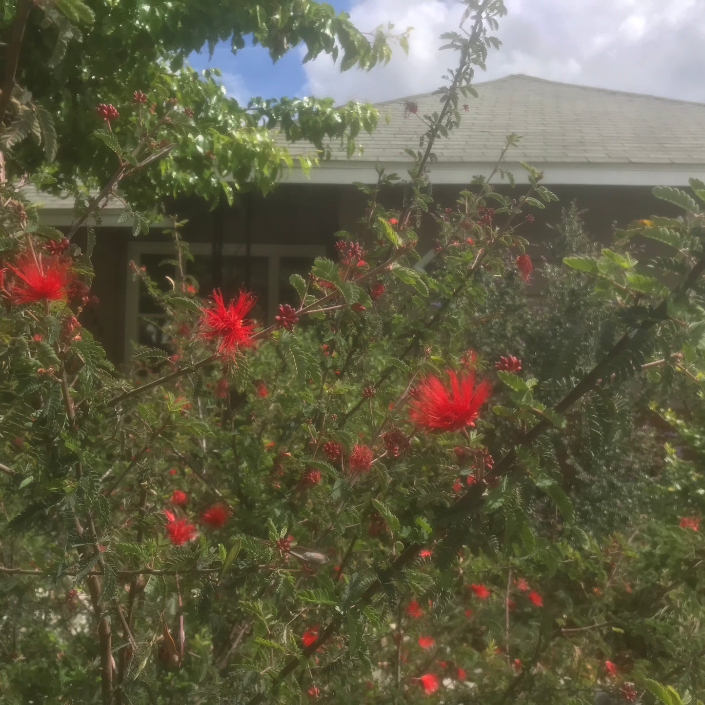 Calliandra californica - Baja Fairy Duster, Tabardillo
