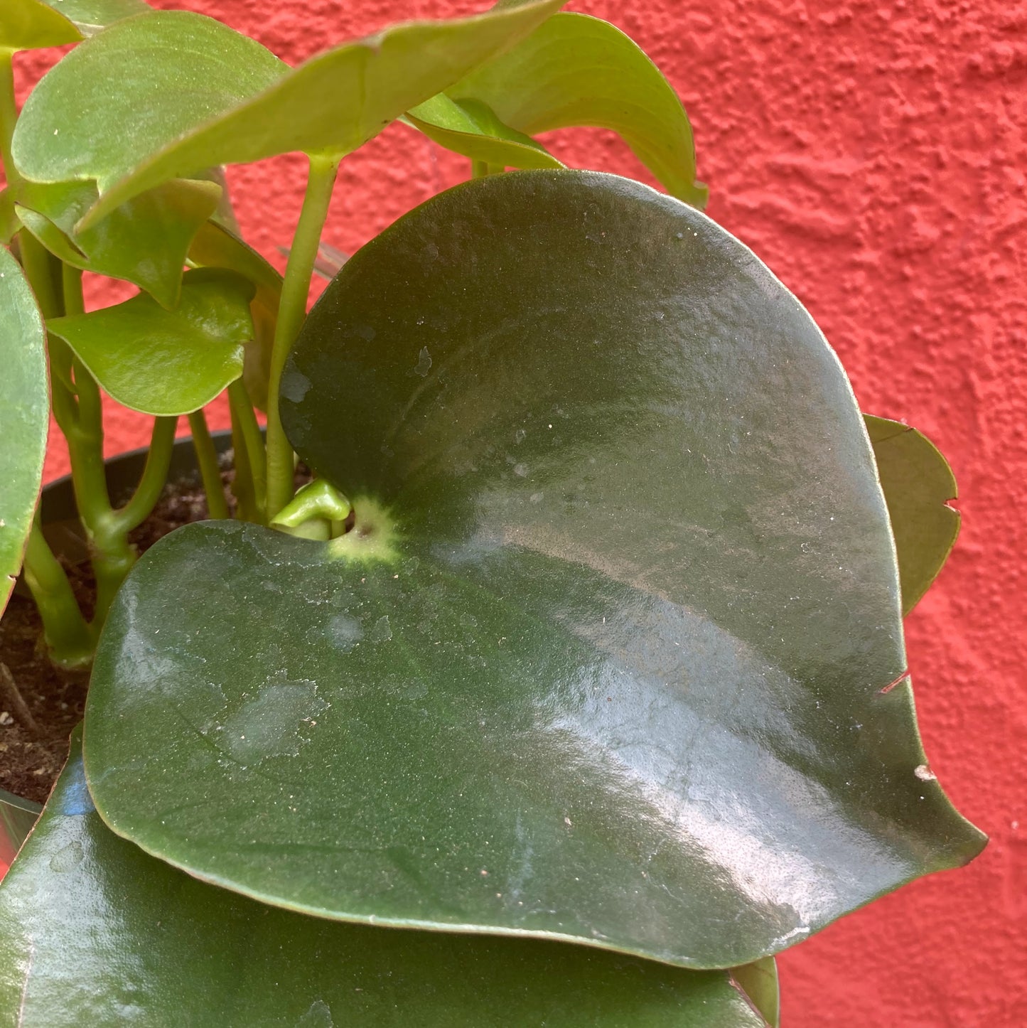Peperomia polybotrya - Raindrop Peperomia, Owl Eye