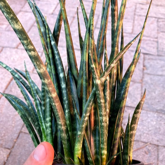 Sansevieria 'Fernwood Mikado' - Fernwood Mikado Snake Plant