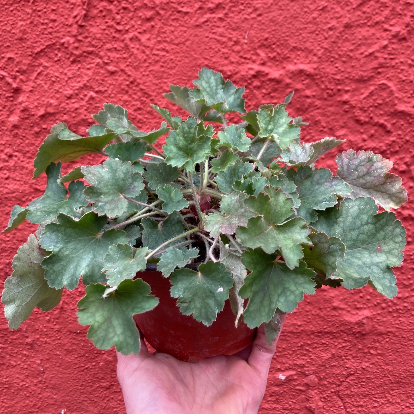 Heuchera 'Opal' - Opal Coral Bells