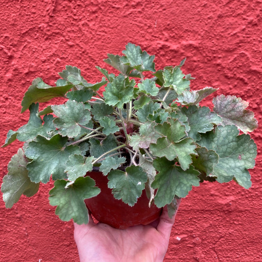 Heuchera 'Opal' - Opal Coral Bells