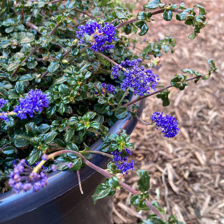 Ceanothus 'Centennial' - California Lilac